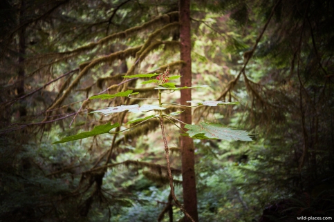 Quinault Rainforest, Olympic NP, WA, USA