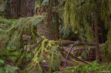 Cathedral Grove, MacMillan Provincial Park, Vancouver Island, BC, Canada