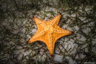 Starfish, Cayman Islands