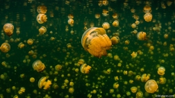 Jelly Fish Lake, Palau