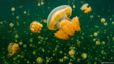 Jelly Fish Lake, Palau